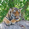 Kanha 2